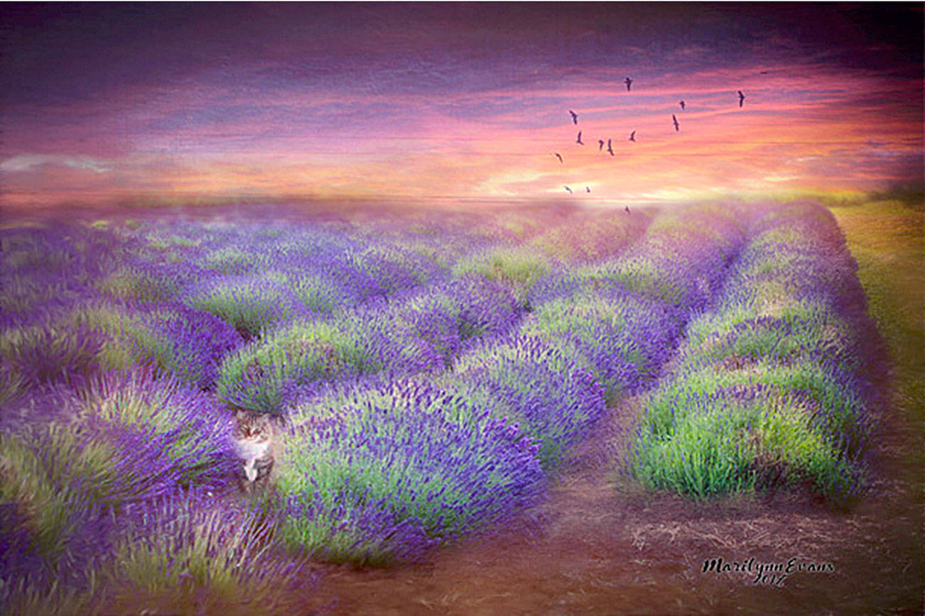 A plethora of purple at art walk