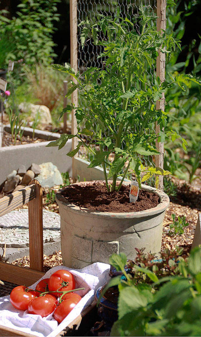 Get It Growing: Tomato maintenance