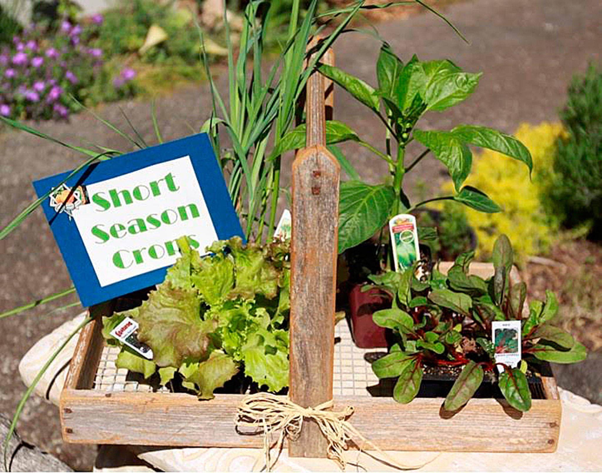 Get It Growing: Short season fall vegetable gardening