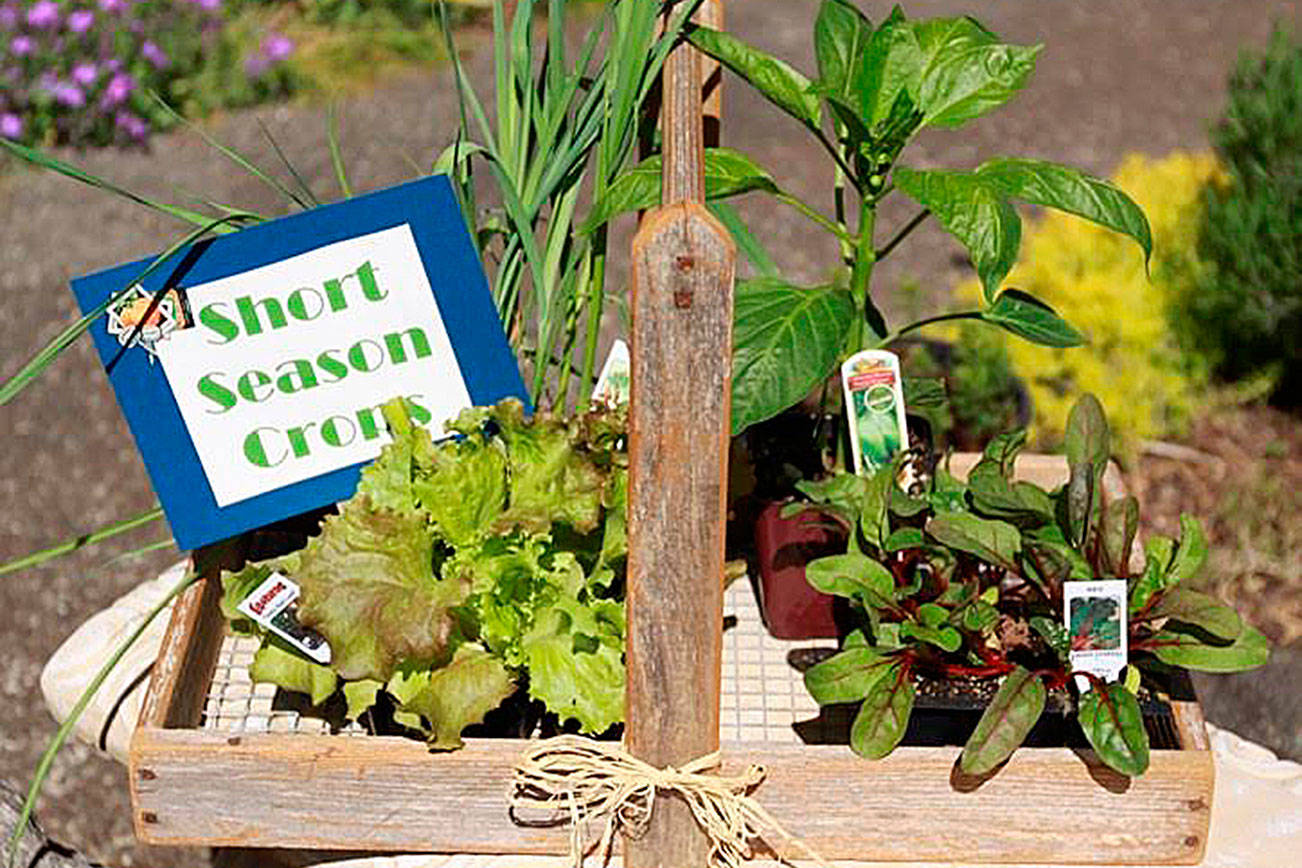 Get It Growing: Short season fall vegetable gardening