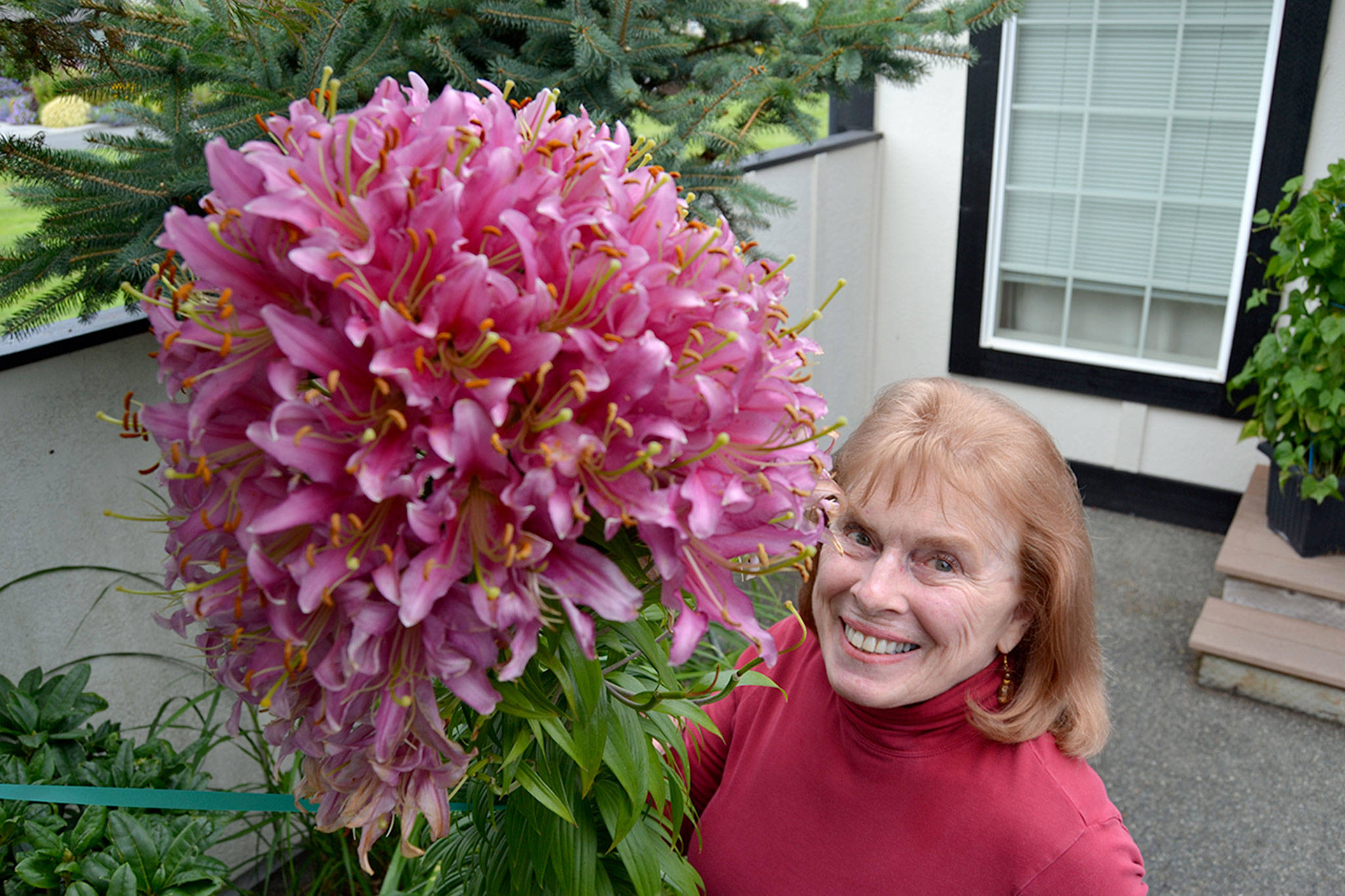 Julie Tarbuck of Sequim said she had to speak with local experts to learn what was happening with her lily. She was told its bulb “fasciated,” growing a thick, flat stem with about 100 flowers. Sequim Gazette photos by Matthew Nash