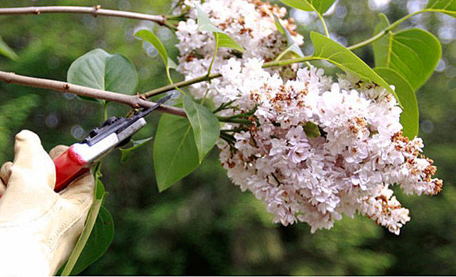 Get It Growing: Pruning your trees and shrubs, Part II (How to prune)