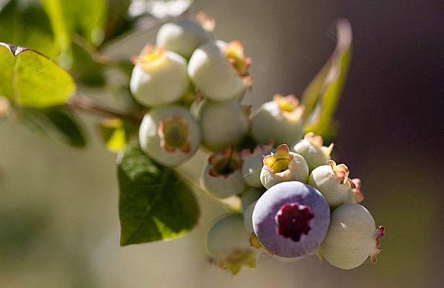 Get It Growing: Fall and winter berry care