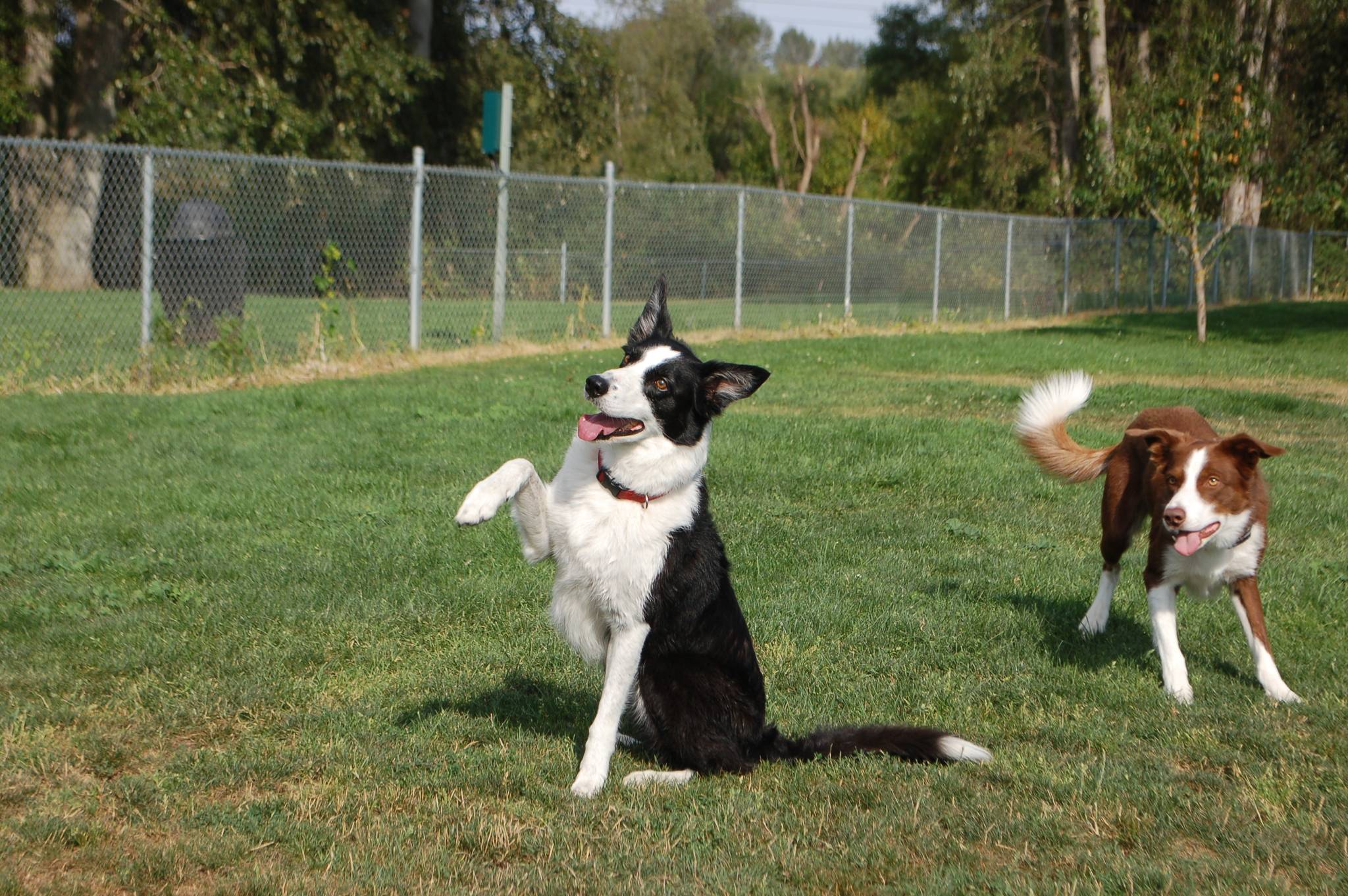 Two border collies Fly, left, and Jake play together at the Sequim Dog Park at Carrie Blake Park on Monday afternoon. Fly performs a trick for his owner Ken Kennedy of Sequim. Sequim Gazette photo by Erin Hawkins