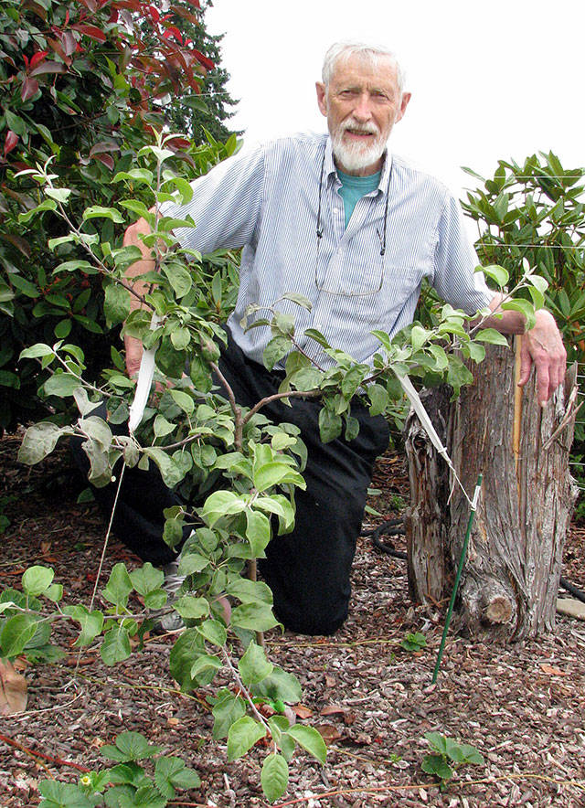 Learn all about growing dwarf fruit trees