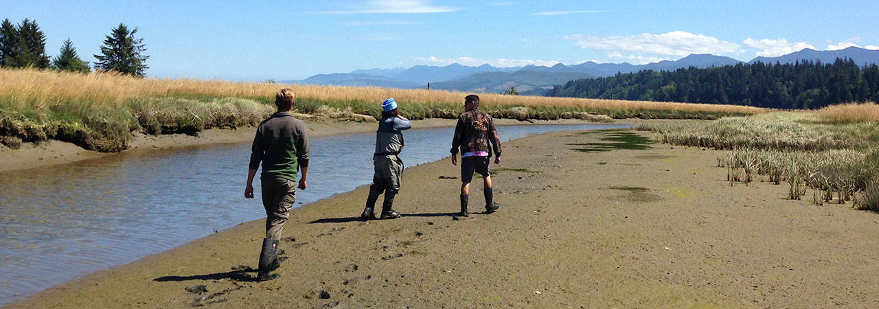 Lower Elwha Klallam Natural Resources staff scout Pysht Estuary for locations to place traps for European green crab. This is one of 52 early detection sites for the invasive species spearheaded by the Crab Team through Washington Sea Grant. Photo by Emily Grason/Washington Sea Grant
