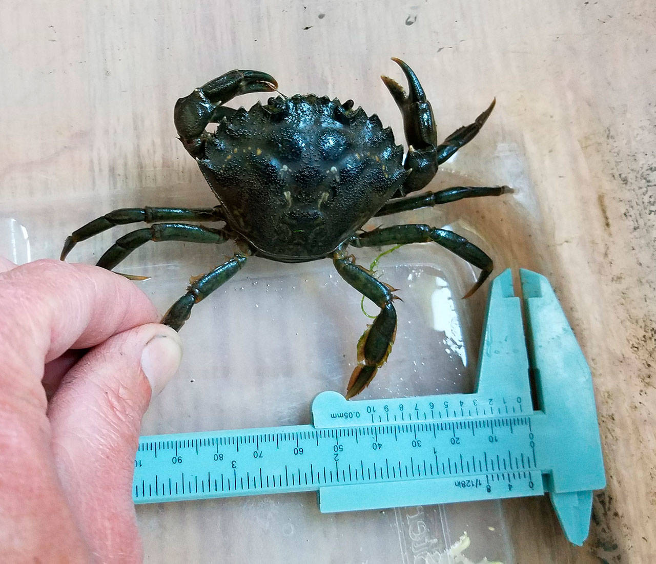 One female European green crab was trapped in mid-August in Jimmycomelately Creek’s estuary but none have been found since then. Photo by Neil Harrington/Jamestown S’Klallam Tribe