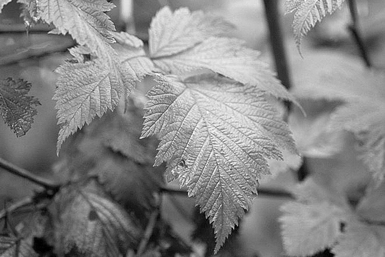 Get It Growing: Fall and winter gardening tasks