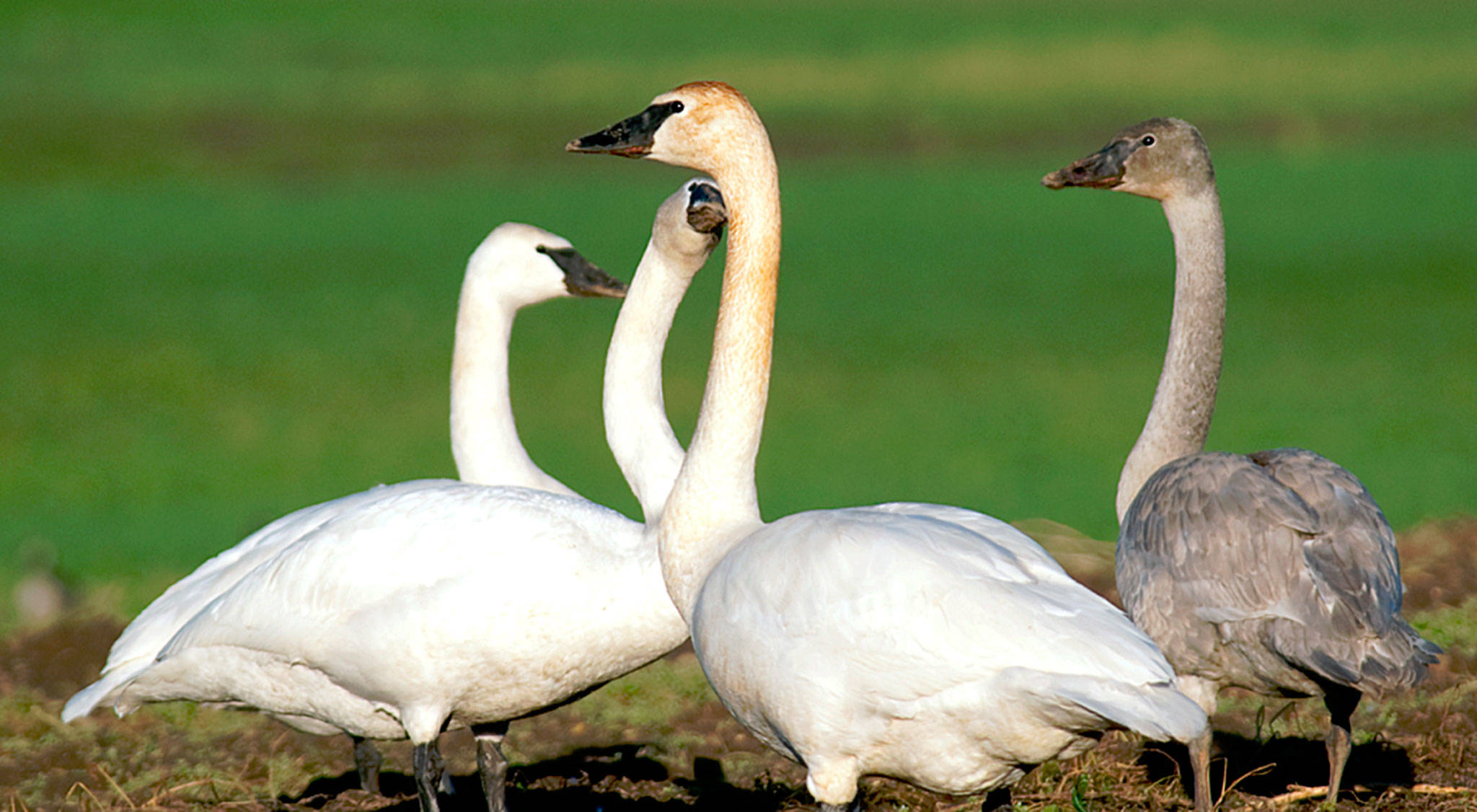 Audubon group seeks volunteers for swan study