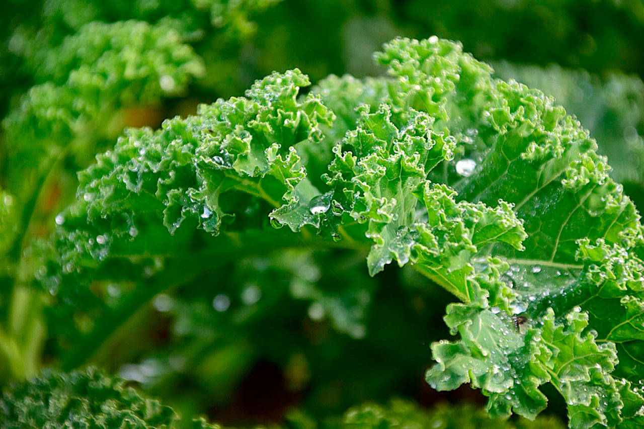 Farm to Table: Cooking with kale