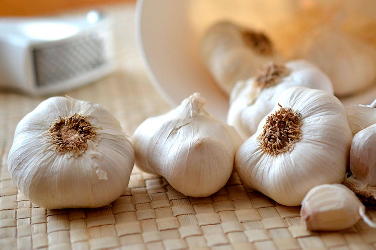 Farm to Table: Great garlic!