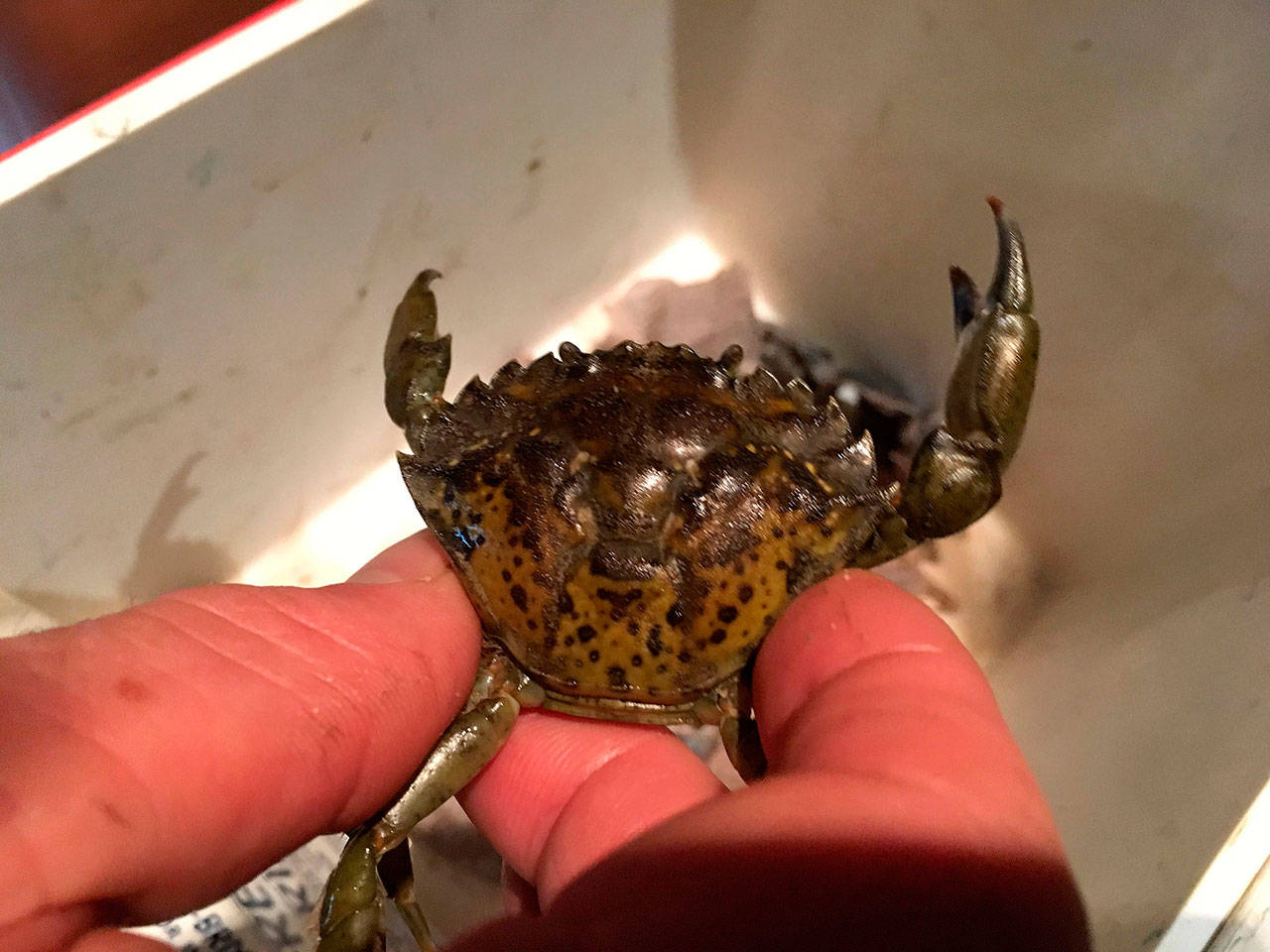 From April-October, resource managers at the Washington Maritime National Wildlife Refuge report they caught 96 European green crab, an invasive species, at Graveyard Spit on the Dungeness Spit. Sequim Gazette file photo by Matthew Nash