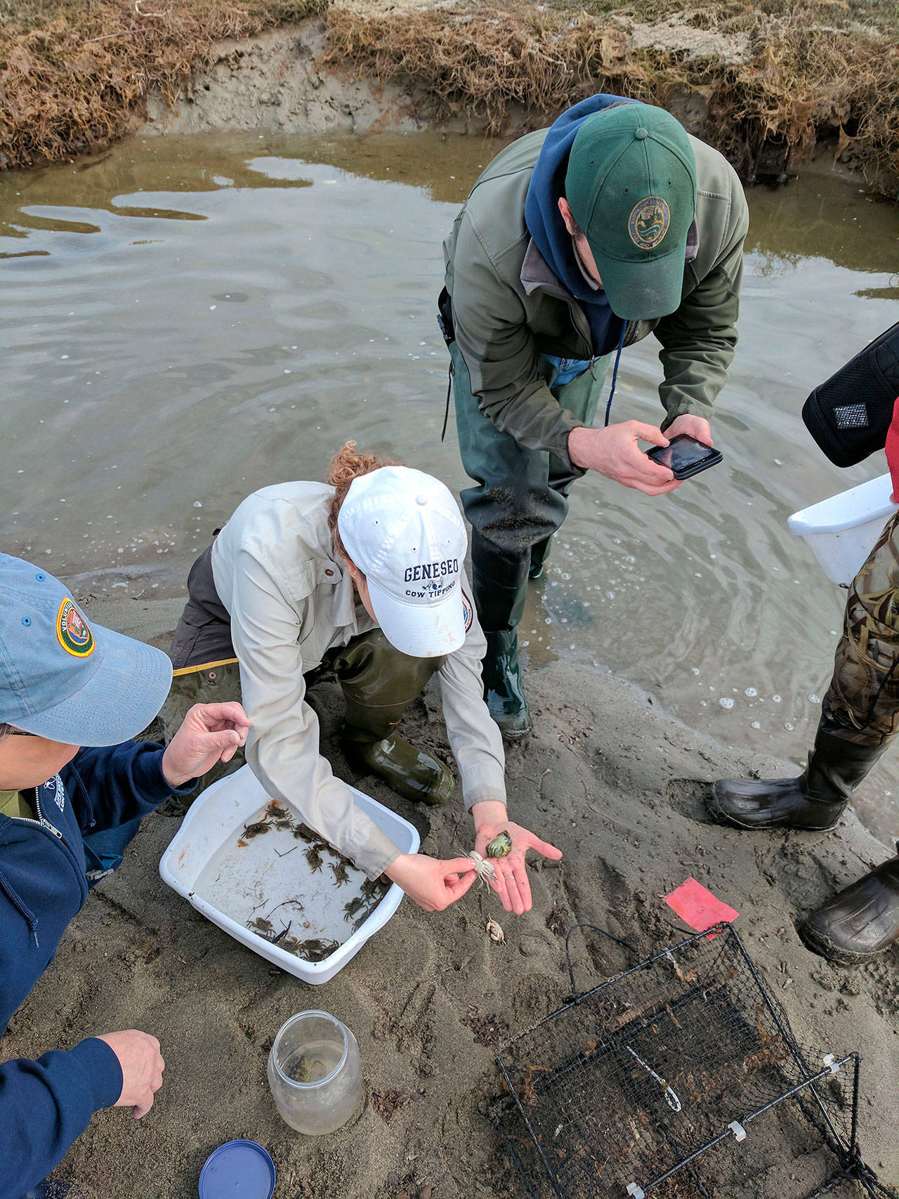 At one point, volunteers and resource managers placed upwards of 127 traps for the European green crab. They plan to begin trapping again in April 2018 when the crabs are more active. Photo by Jason West/USFWS