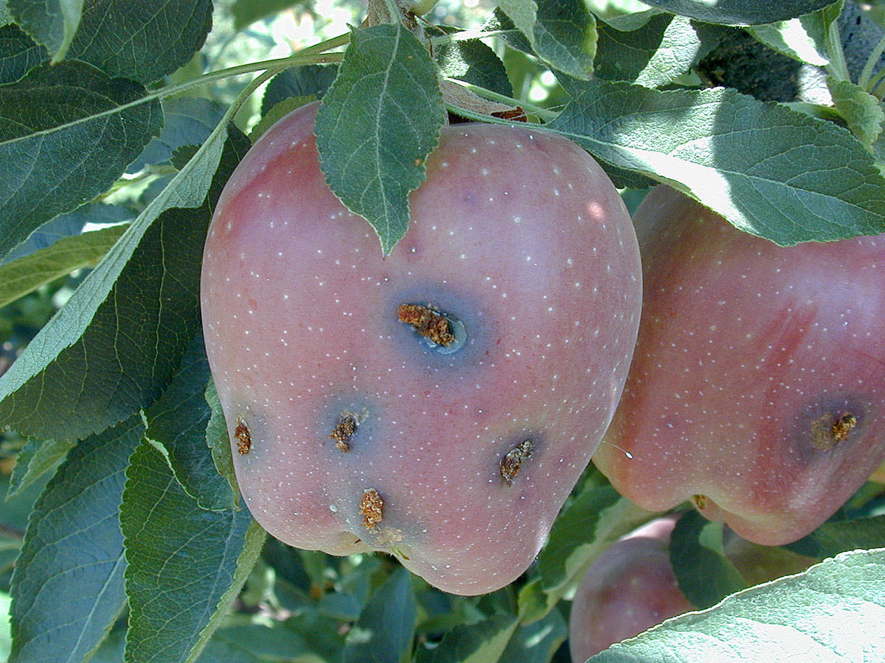 Get It Growing: The codling moth is a growing problem in Clallam County orchards