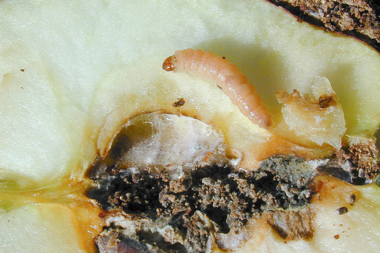 Get It Growing: The codling moth is a growing problem in Clallam County orchards