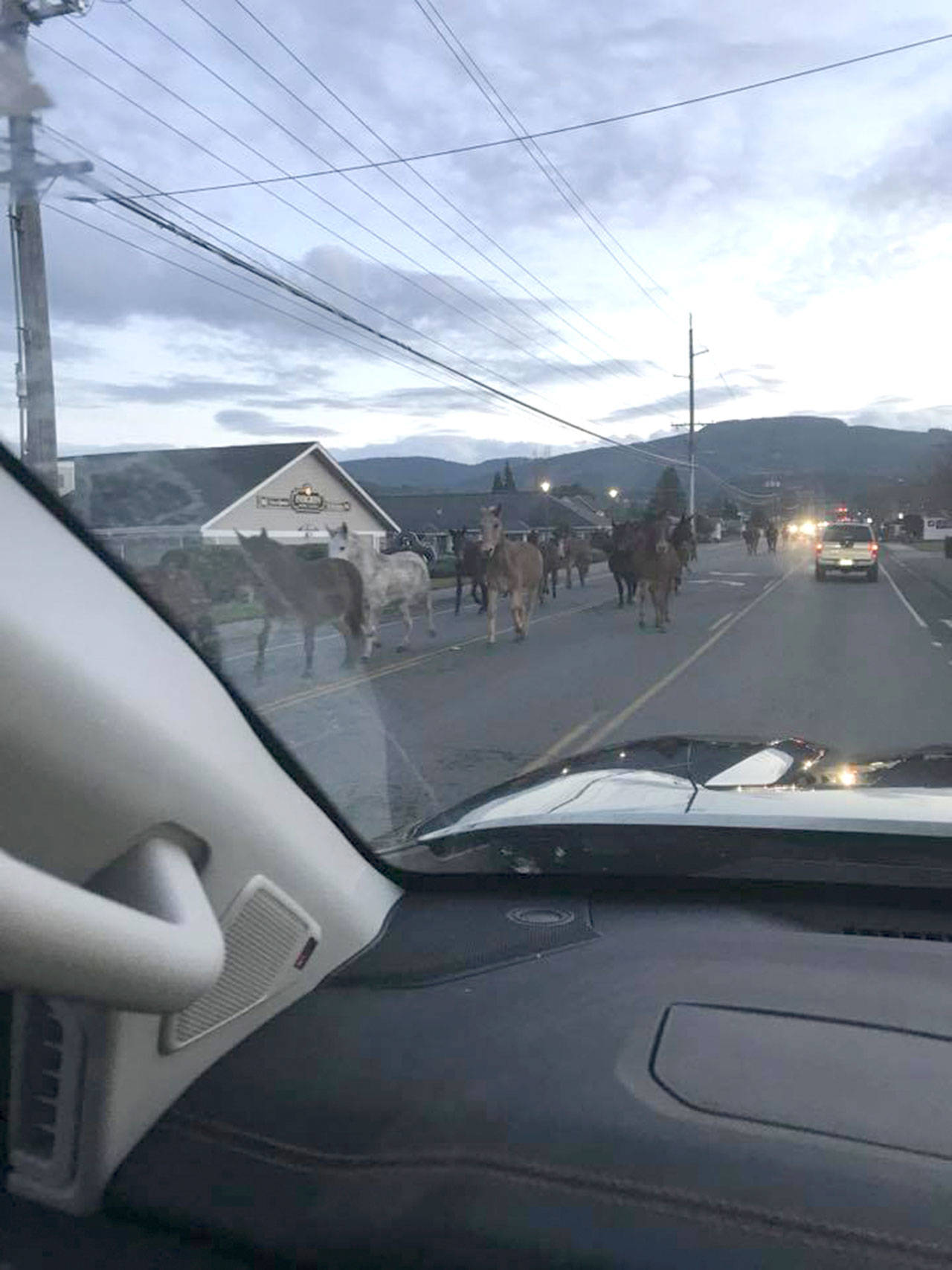 Dean Short snaps a picture of mules running north on Fifth Avenue on Dec. 15. The mules broke free somehow from a pen on Fir Street and were rounded up after about an hour. Submitted photo
