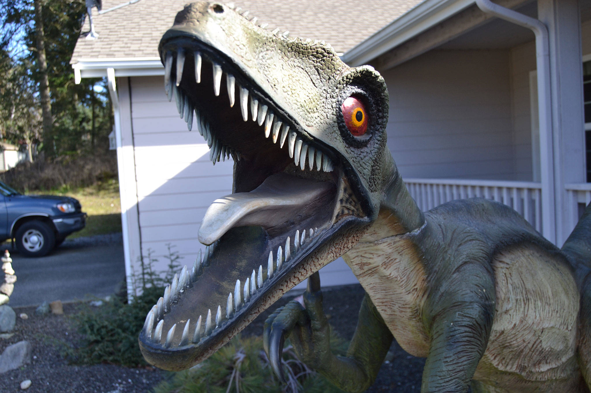 This velociraptor, or deinonychus, stands on a weather vane that its owner Tom Runyan crafted for it to rotate on in front of their home in Dungeness Heights, north of Sequim. Sequim Gazette photo by Matthew Nash
