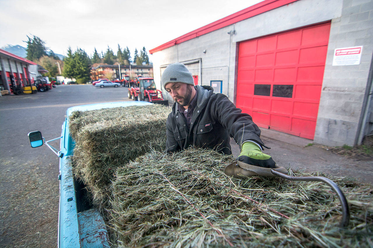 Lucas Dailey, warehouse worker at Leitz Farms in Port Angeles, loads hay into the back of his truck Monday. (Jesse Major/Peninsula Daily News)