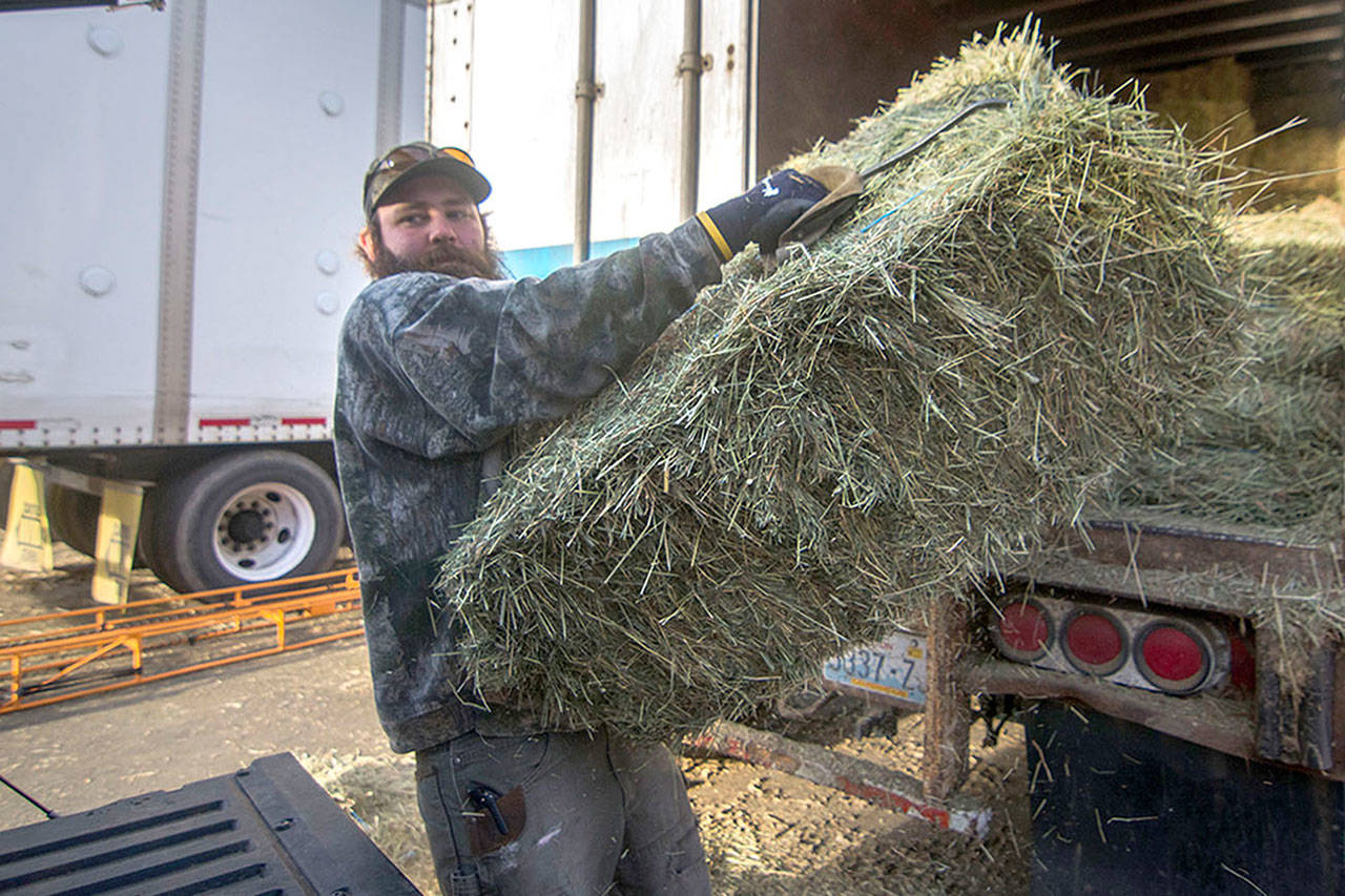Davyd Cowan, warehouse worker at Leitz Farms in Port Angeles, loads hay into a customer’s vehicle on Monday. (Jesse Major/Peninsula Daily News)