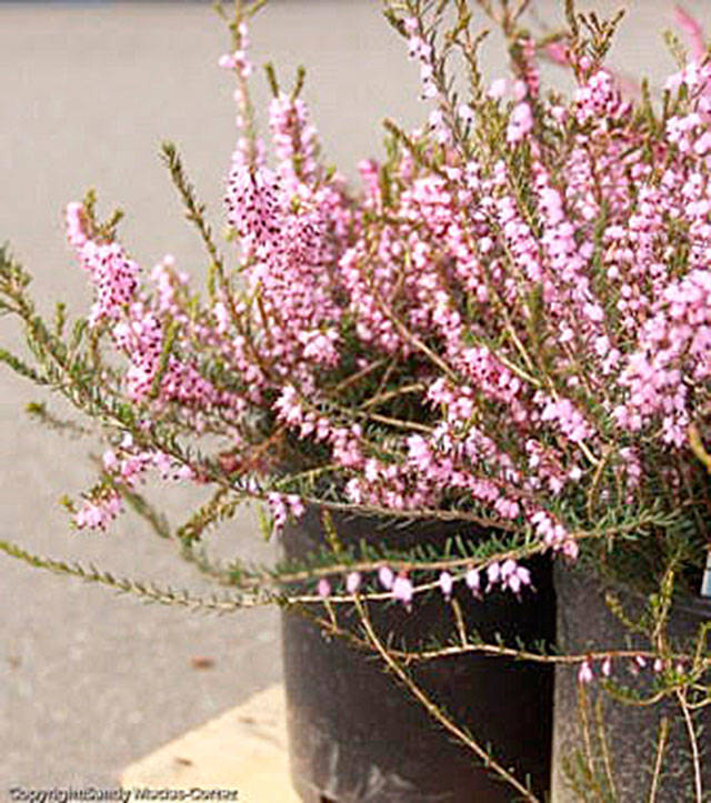 Get It Growing: Heathers offer color for all seasons