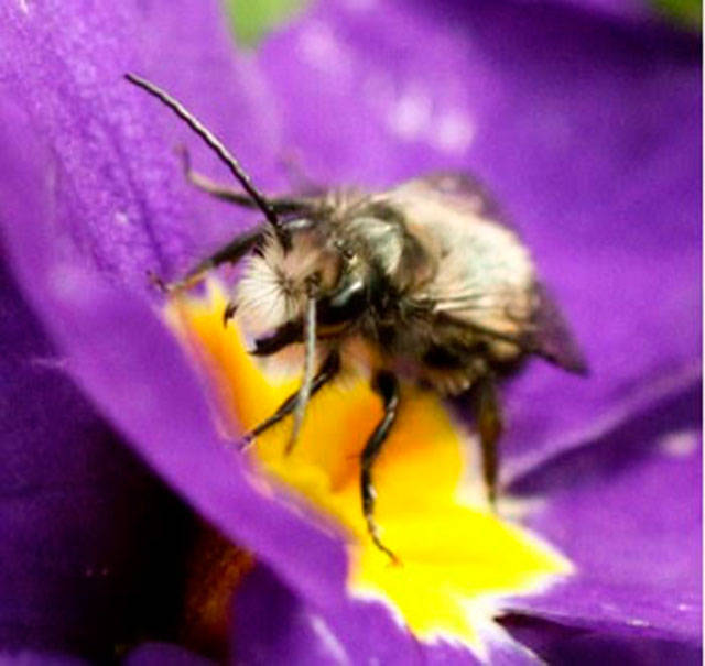 Get It Growing: Getting started with mason bees