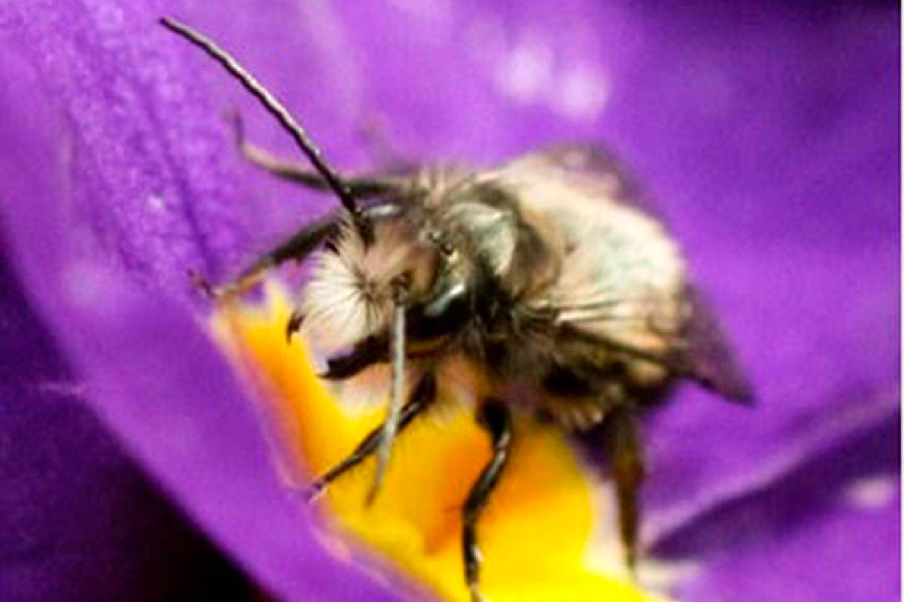 Get It Growing Getting started with mason bees Sequim Gazette