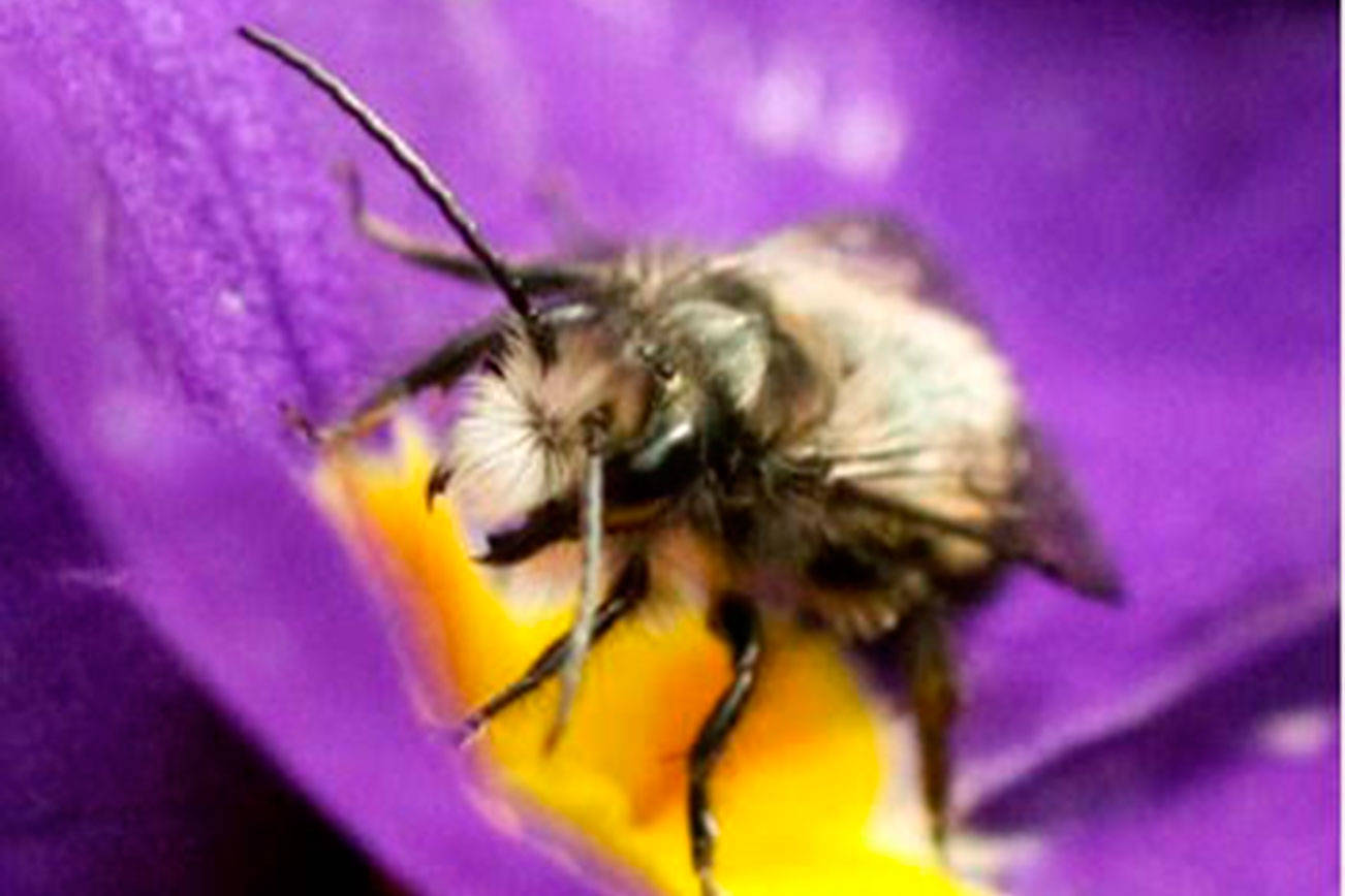 Get It Growing: Getting started with mason bees