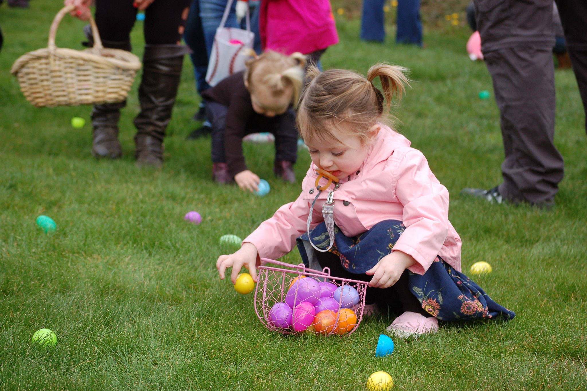 Aria Cummings, 2, of Sequim fills her basket full of plastic eggs on the lawn of the Elks Lodge on March 31 where families and their children gathered for the annual Easter egg hunt. Sequim Gazette photo by Erin Hawkins