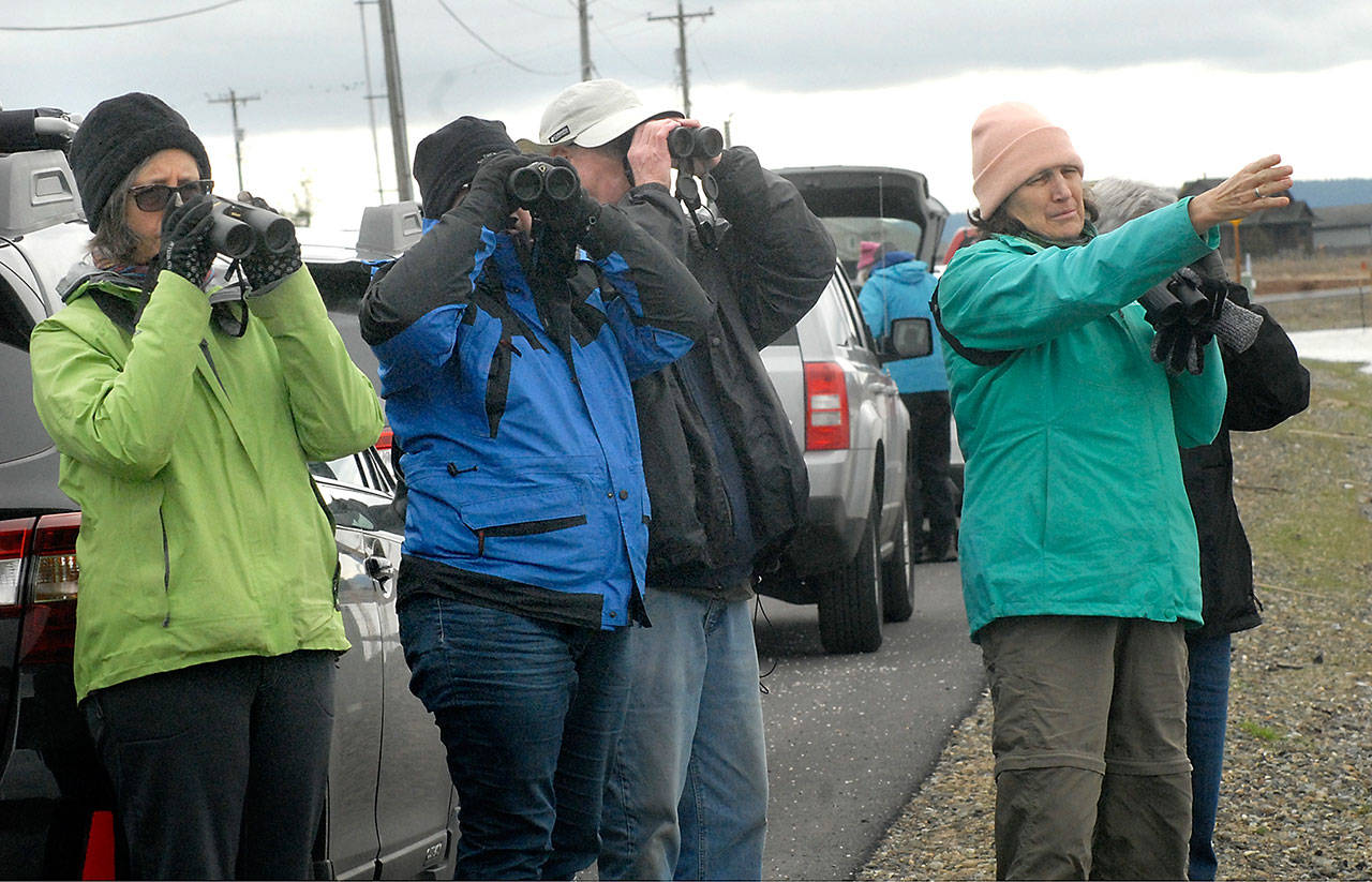 Mary Miller of Seattle, right, points at a collection of water fowl as bird watchers, from left, Nora Wright of Seattle, Annette Bailey of Port Alberni, British Columbia, and Gary Bush of Wintersville, Ohio, try to spot and identify birds at a wetland in the Three Crabs area north of Dungeness as part of the 2017 Olympic Peninsula BirdFest. Photo by Keith Thorpe/Peninsula Daily News