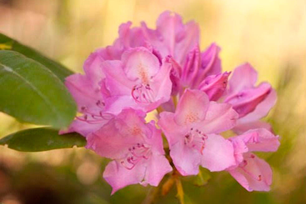 Get It Growing: Set your May gardening calendar