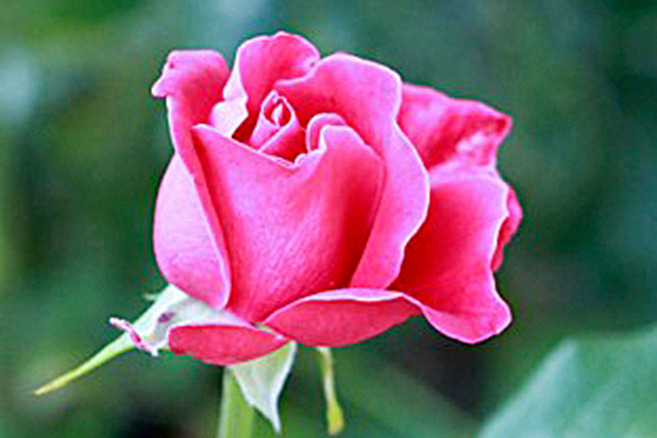 Get It Growing: Getting off on the right foot with roses