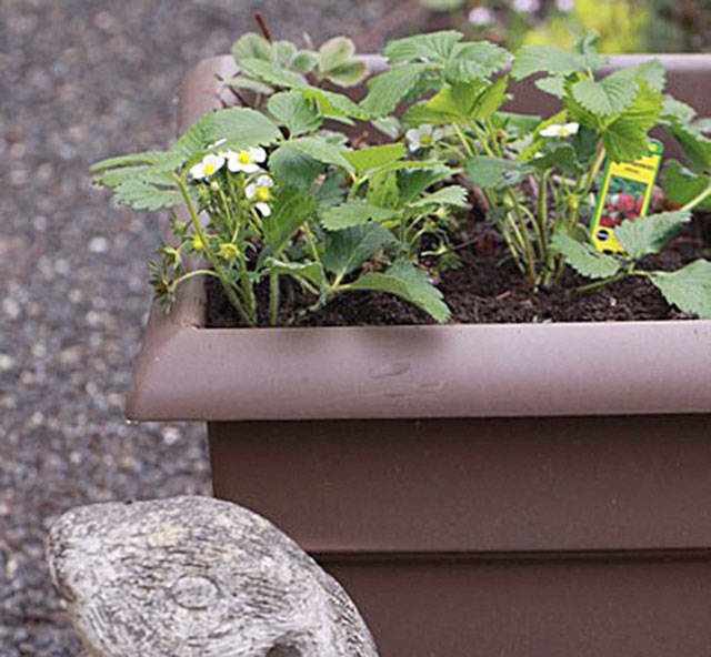 Get It Growing: Growing berries in containers
