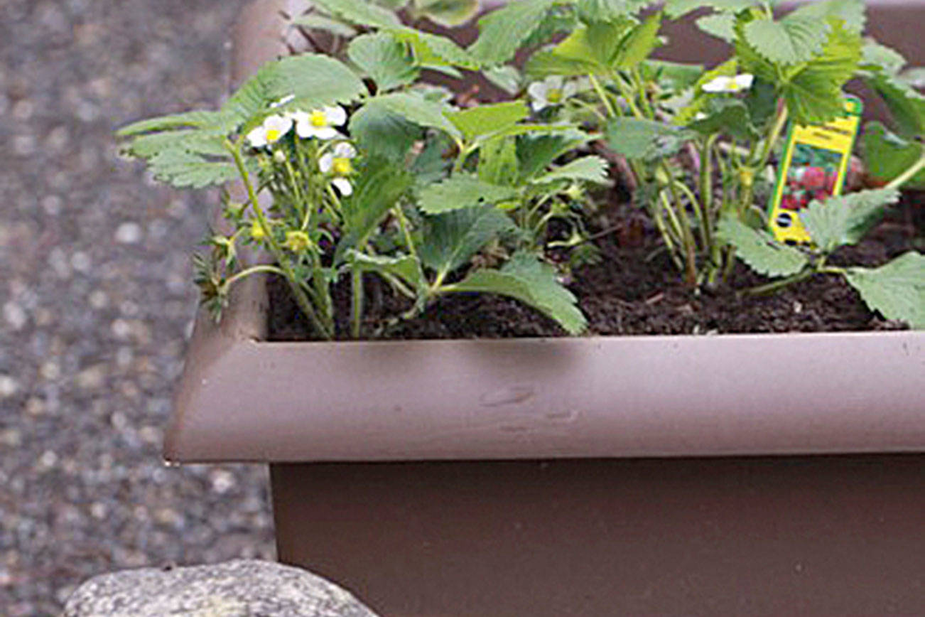 Get It Growing: Growing berries in containers