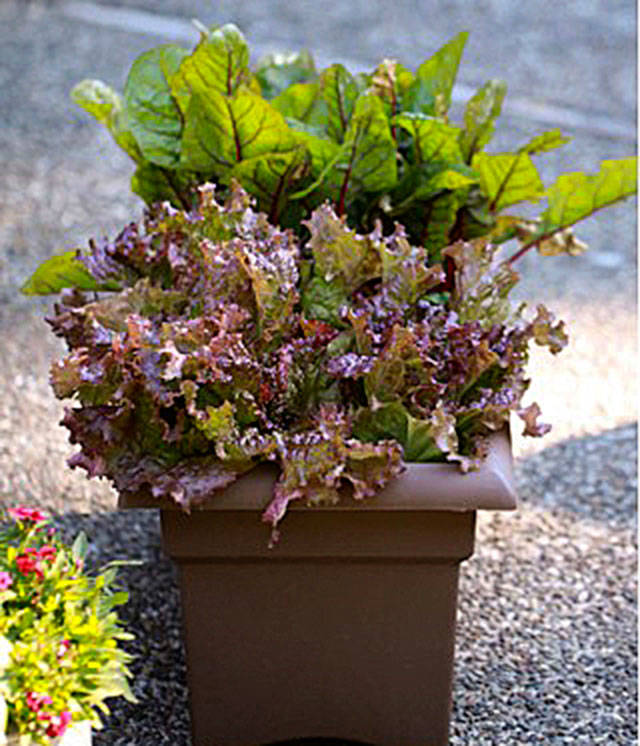 Get It Growing: A quick look at container gardening