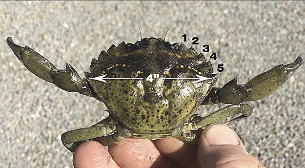 European green crab can be defined largely by its five spines on the sides of its eyes. If you see one, resource managers encourage you to take a photo of it and submit it to the Washington Sea Grant’s Crab Team at crabteam@uw.edu. Photo courtesy of Washington Sea Grant
