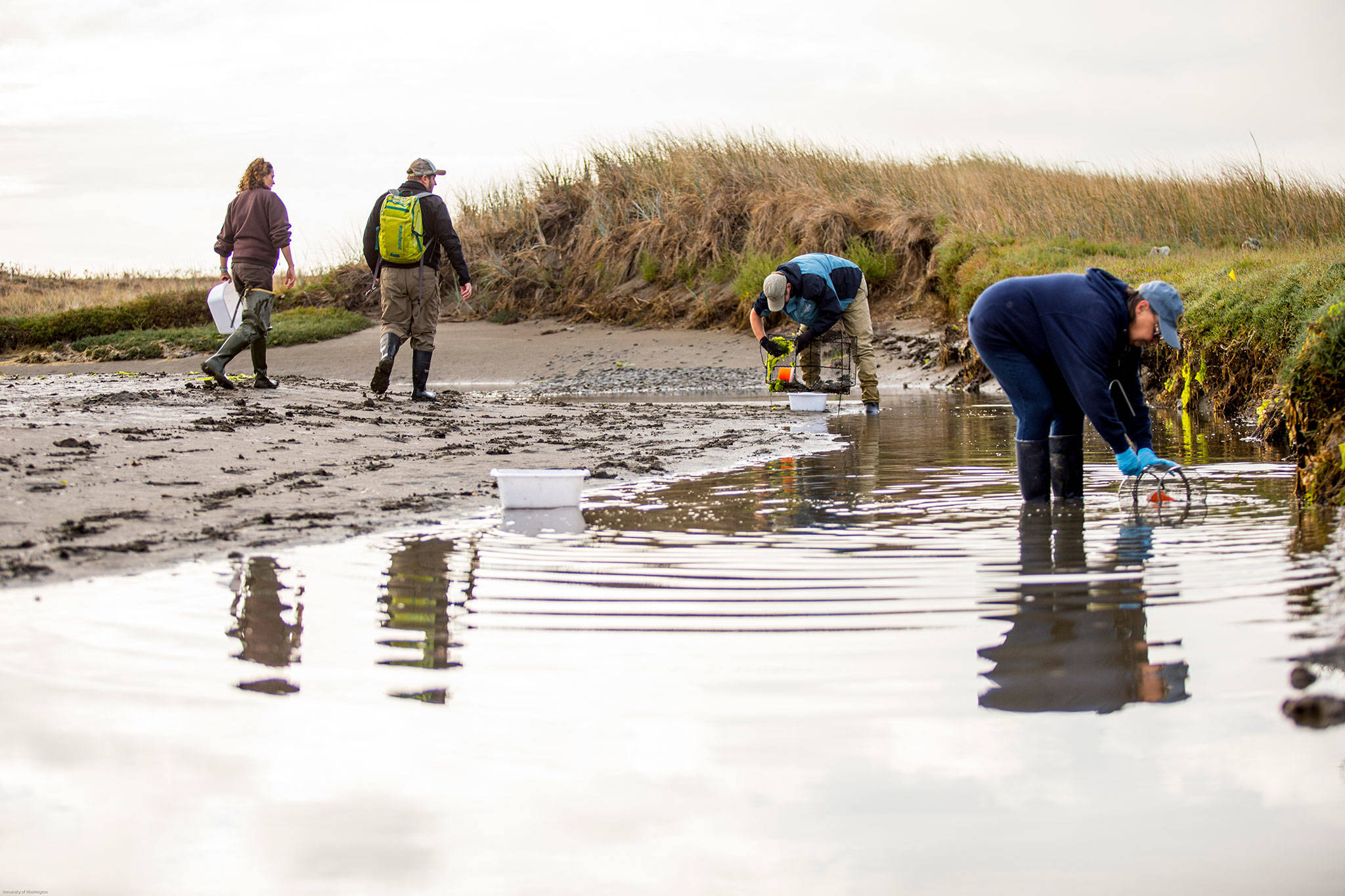 Resource managers began trapping weekly for European green crab on April 1 on Dungeness Spit. So far, they’ve caught 22 crabs and plan to continue to trapping through October unless no more crabs are caught. Photo courtesy of the University of Washington