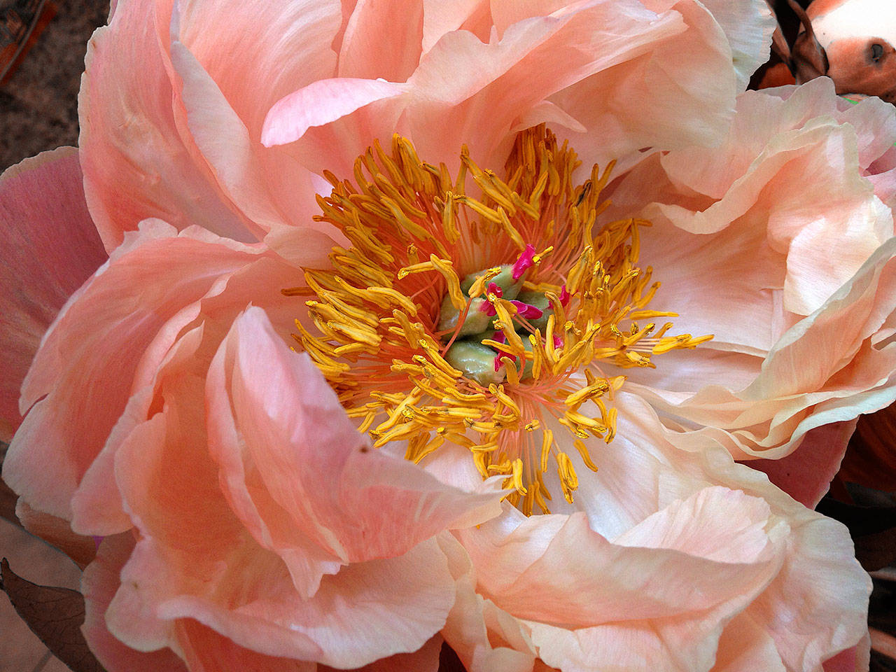 Learn about peony varieties at garden society work party