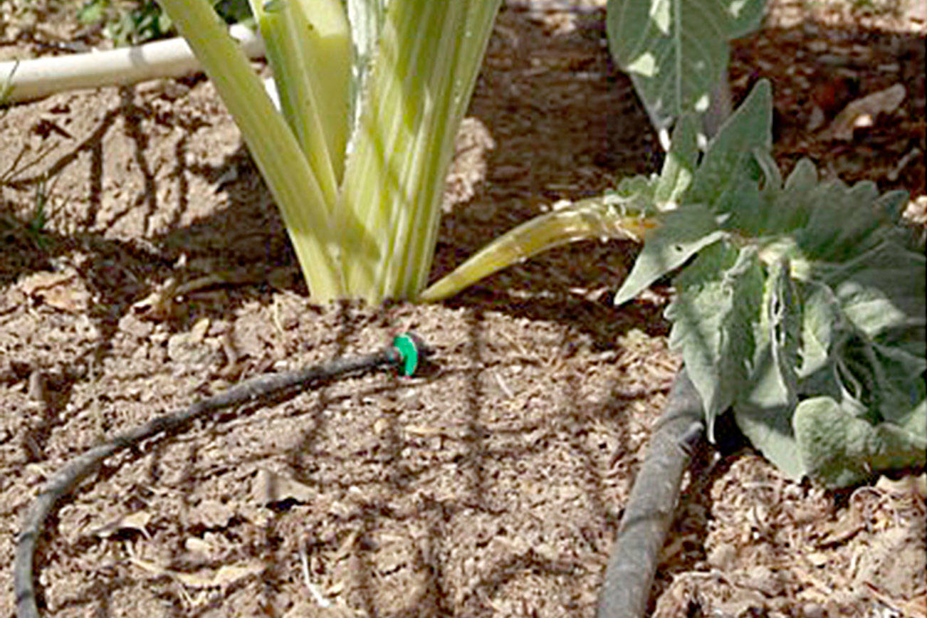 Get It Growing: Consider drip irrigation