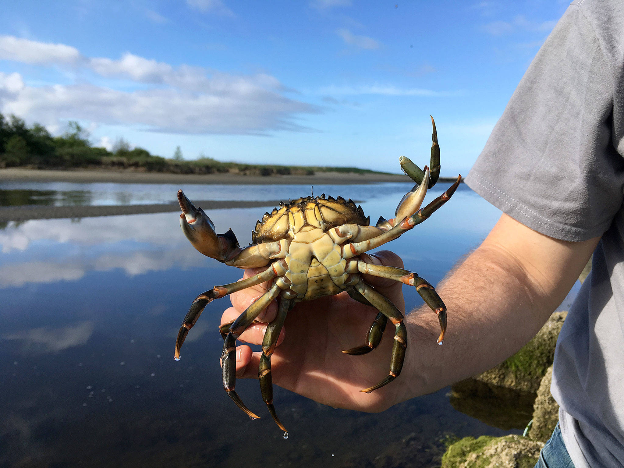 Compared to the Dungeness Spit this season, Neah Bay has recorded trapping about 10 times as many European green crab, such as this one Jonathan Scordino holds. Photo by Adrianne Akmajian/ Makah Fisheries Management