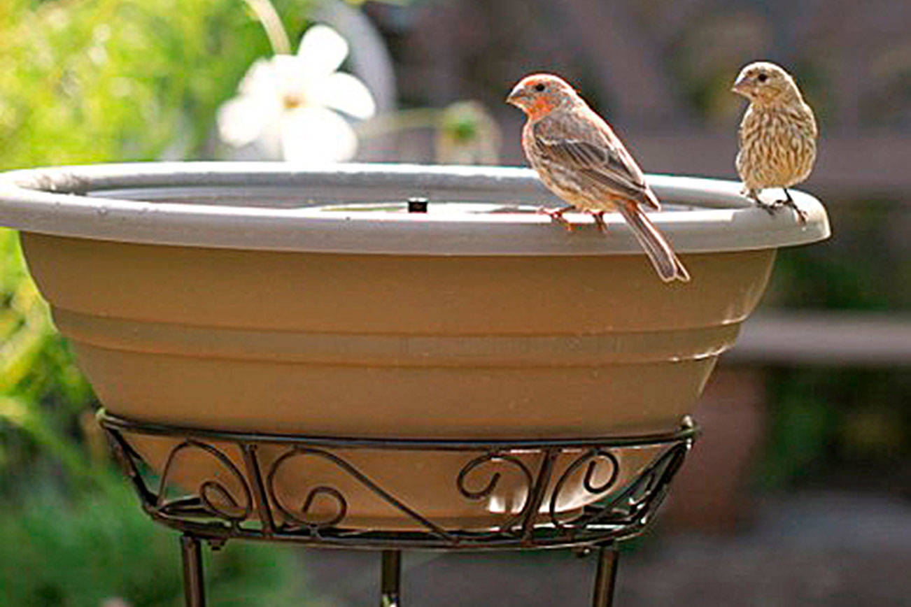 Get It Growing: Gardening for the birds