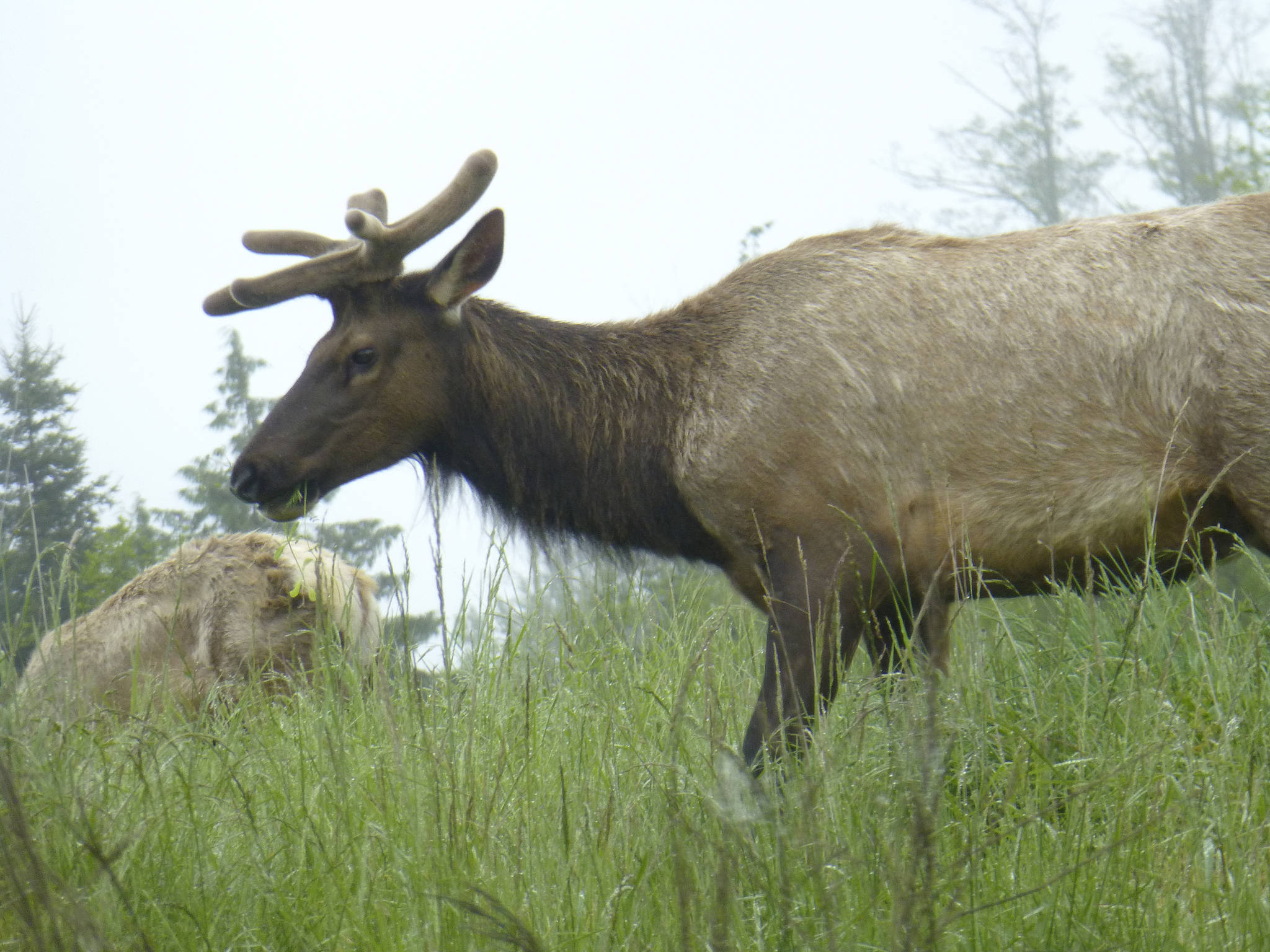Contributor Pauline Geraci spots Sequim’s Roosevelt elk herd near Brownfield Road last week.