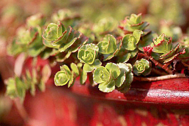 Get It Growing: The dirt on succulents