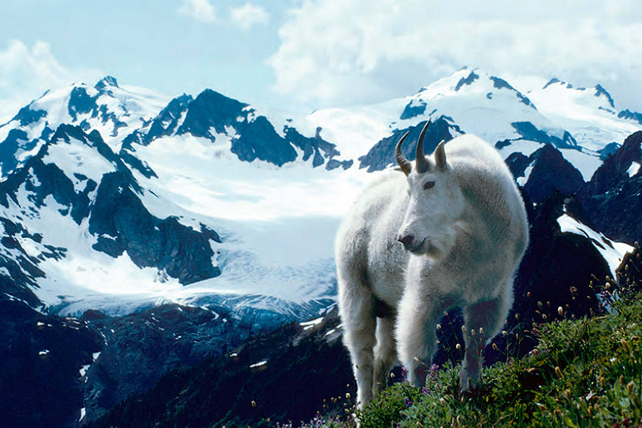 Olympic National Park sets plan to capture mountain goats