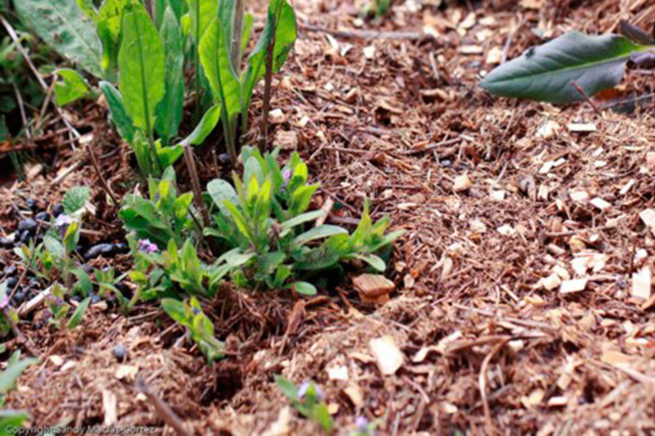 Get It Growing: How, when to use wood chip mulch