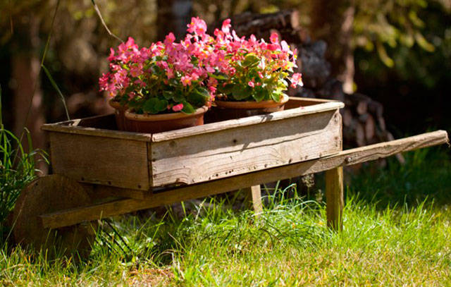 Get It Growing: August gardening tips
