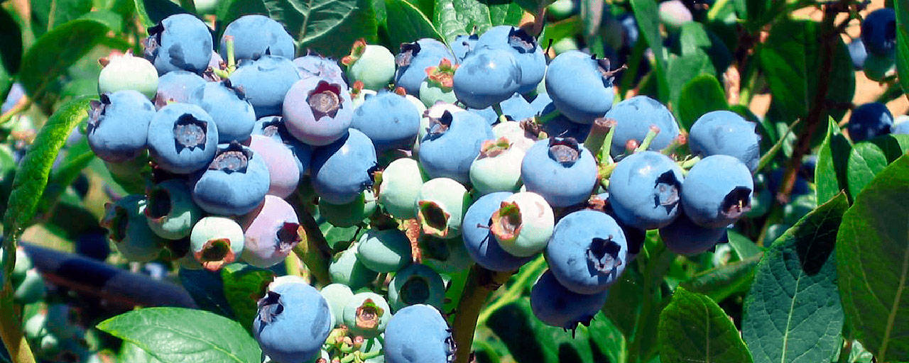 Farm to Table: Bounty of blueberries