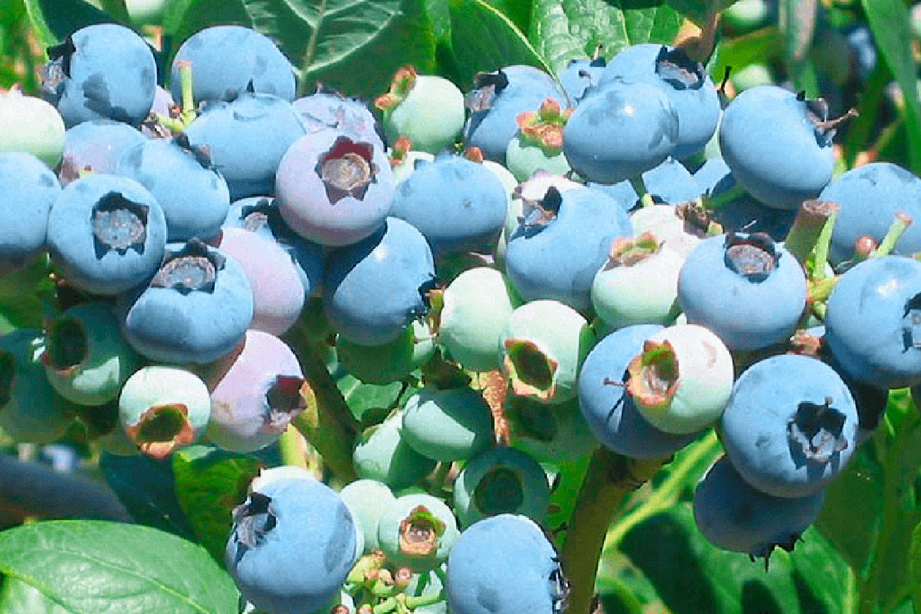 Farm to Table: Bounty of blueberries
