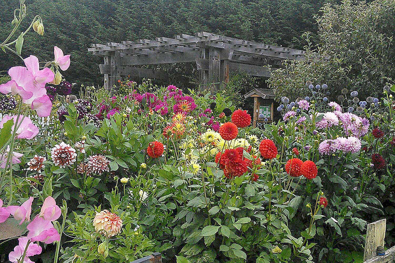 Check out blooming bounty at Woodcock Demonstration Garden Sequim Gazette