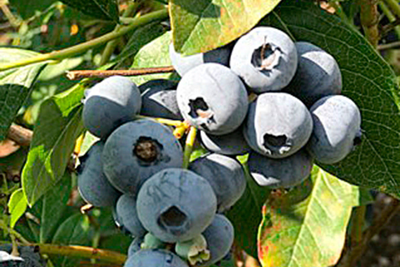 Get It Growing: The blueberry harvest blues