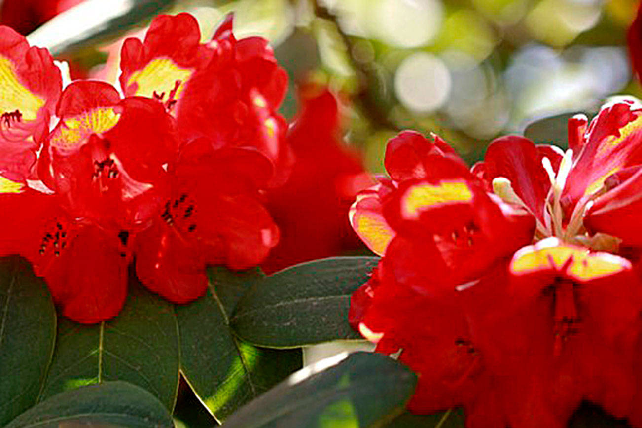 Get It Growing: Rhododendrons, true or false